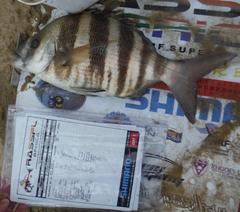 Diplodus hottentotus