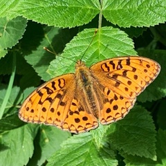 Argynnis adippe