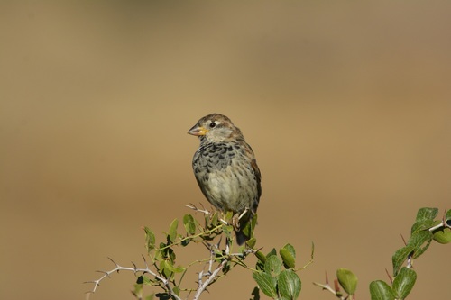 Spanish Sparrow