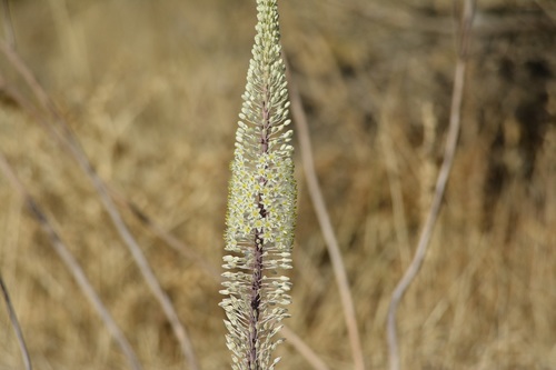 Numidian Squill