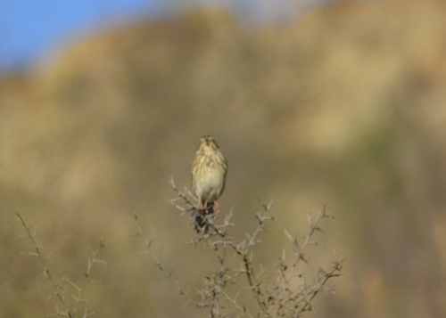 Corn Bunting