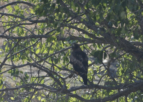 Booted Eagle