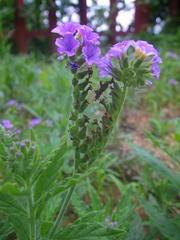 Heliotropium amplexicaule