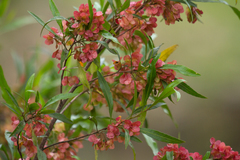Dodonaea viscosa angustifolia