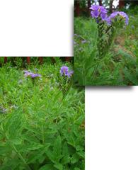 Heliotropium amplexicaule