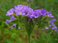 Heliotropium amplexicaule