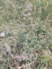 Chenopodium acerifolium