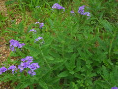 Heliotropium amplexicaule