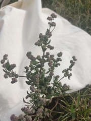 Chenopodium acerifolium