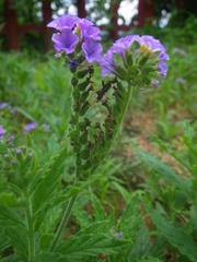 Heliotropium amplexicaule