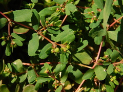 Euphorbia humifusa