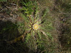 Carlina acanthifolia acanthifolia