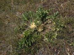 Carlina acanthifolia acanthifolia