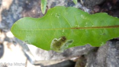 Liriomyza taraxaci