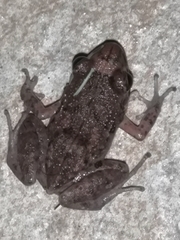 Eleutherodactylus planirostris