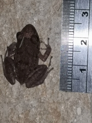 Eleutherodactylus planirostris