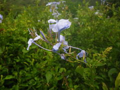 Plumbago auriculata