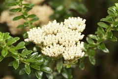 Cassinia denticulata