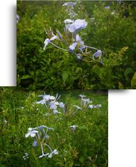 Plumbago auriculata