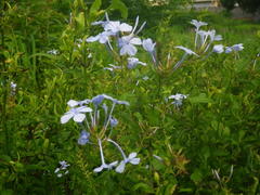 Plumbago auriculata