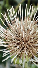 Cirsium oleraceum
