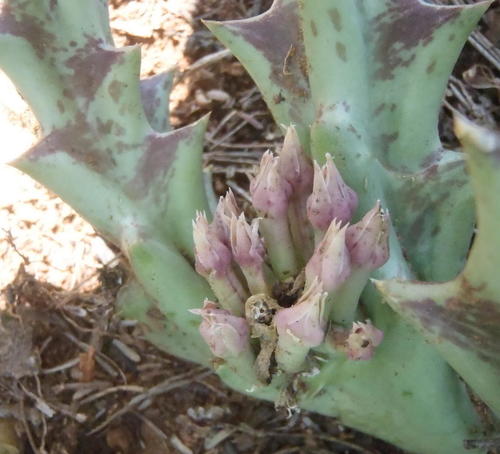 Ceropegia lutea