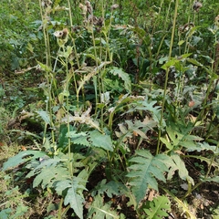 Cirsium oleraceum