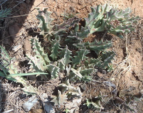 Ceropegia lutea