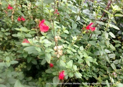 Salvia microphylla