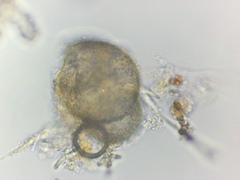 Chytridiomycota
