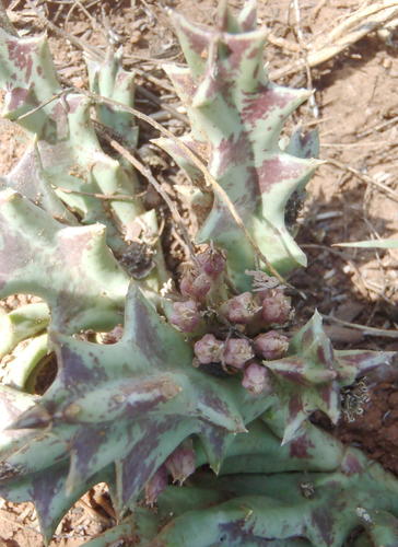Ceropegia lutea