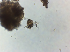Chytridiomycota