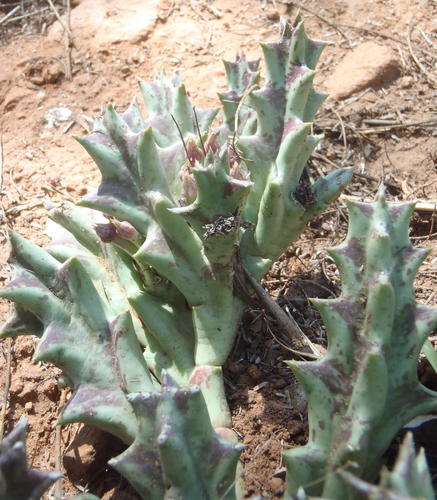 Ceropegia lutea