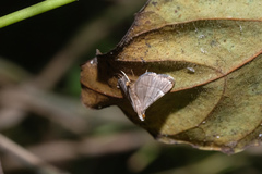 Cangetta hartoghialis