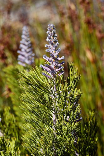 Paranomus lagopus (Thunb.) Kuntze