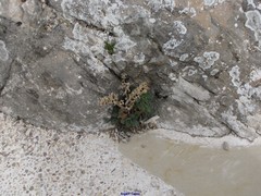 Hyoscyamus albus