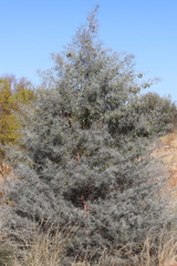Acacia murrayana