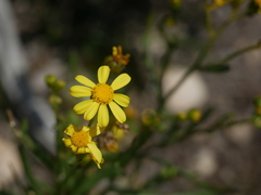 Senecio spanomerus