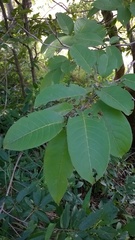 Terminalia paniculata