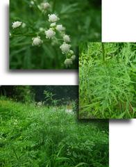 Parthenium hysterophorus