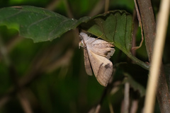 Oxyodes scrobiculata