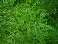 Parthenium hysterophorus