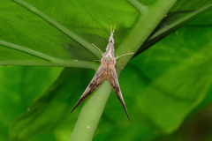 Oxyodes scrobiculata