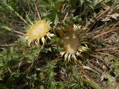 Carlina acanthifolia acanthifolia