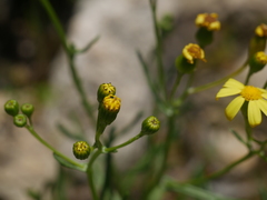 Senecio spanomerus