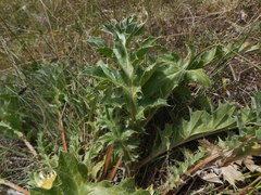 Carlina acanthifolia acanthifolia