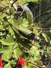 Ephippiger ephippiger