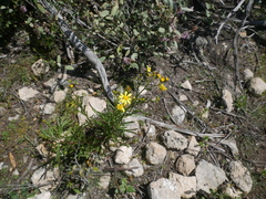 Senecio spanomerus