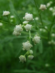 Parthenium hysterophorus