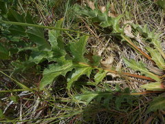 Carlina acanthifolia acanthifolia